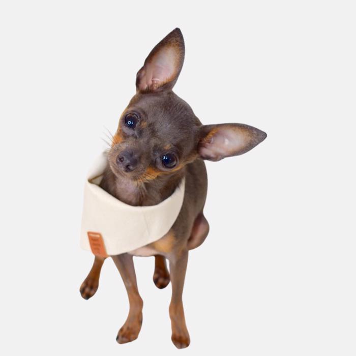 Handmade Dog Bandana | Ivory Cotton | Dog Accessories | Dog Gift | Dog Lovers |