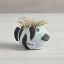  Striped Fish Mini Plant Pot | Succulent Planter | 2.2" Tall