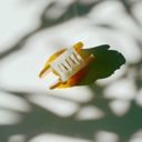  Mini Mushroom Hair Claw Clip in Orange 