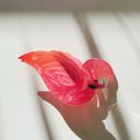  Pink Flamingo Hair Clip | Cute Strong Hold Lightweight Claw Clip Hair Accessories