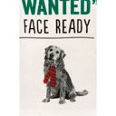  Your Just What I Wanted Face Dog Kitchen Towel | Hand Tea Dish Cloth | 18" x 26"