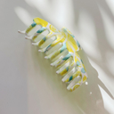 The Lobster in Fresh Lemons Strong Hair Claw for Long Hair | Claw Clip Hair Accessories