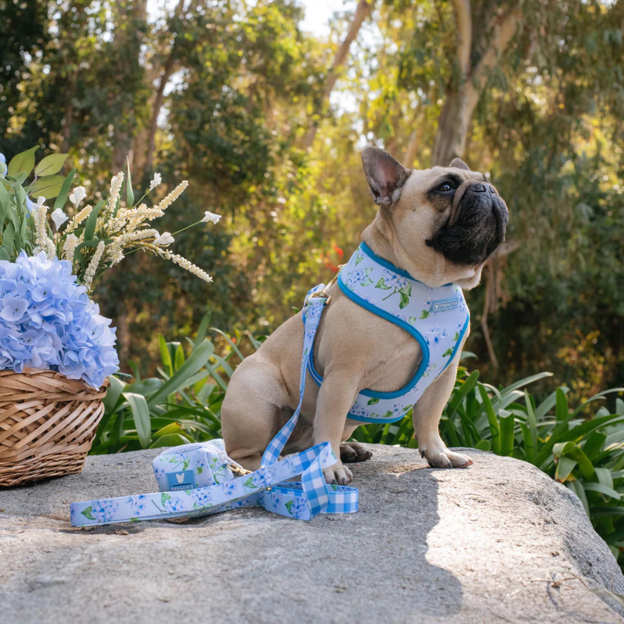 Frenchie Bulldog