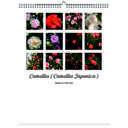 Camellia 2026 Wall Calendar - Botanical Photography - 12-Month Bloom Series - 8.5x11 Wire-O Hanging Planner