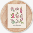  BOGO Flower Chart Prints | Hand Illustrated Floral Decor