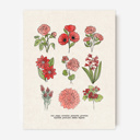  BOGO Flower Chart Prints | Hand Illustrated Floral Decor