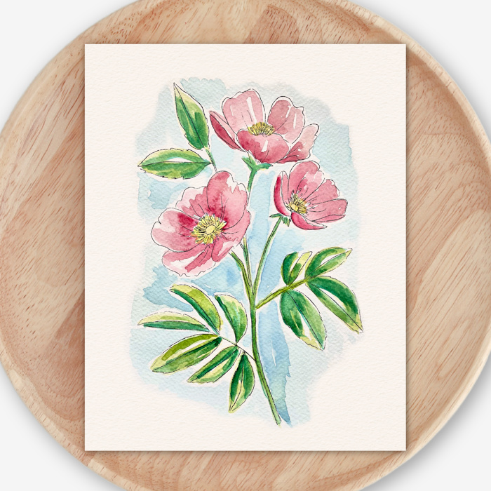 Wild Rose Watercolor Paint Kit | Pre-Sketched Art Set Just Add Water