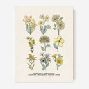  BOGO Flower Chart Prints | Hand Illustrated Floral Decor