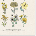  BOGO Flower Chart Prints | Hand Illustrated Floral Decor