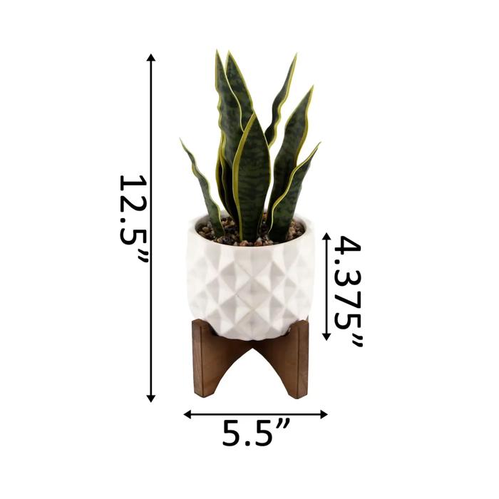 Snake Plant in Dumpling Planter 