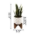  Snake Plant in Dumpling Planter 