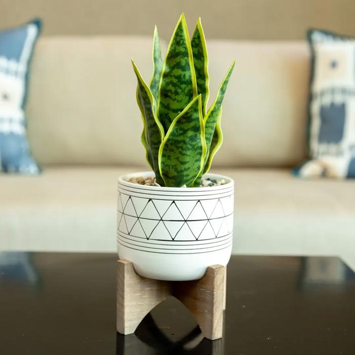 Snake Plant in Black Geo Planter