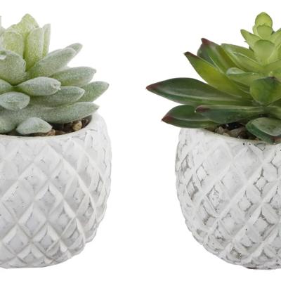 Set of 2 Succulents in Pineapple Planters