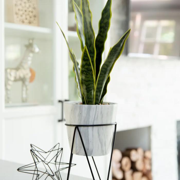 21" Snake Plant in Marble Planter