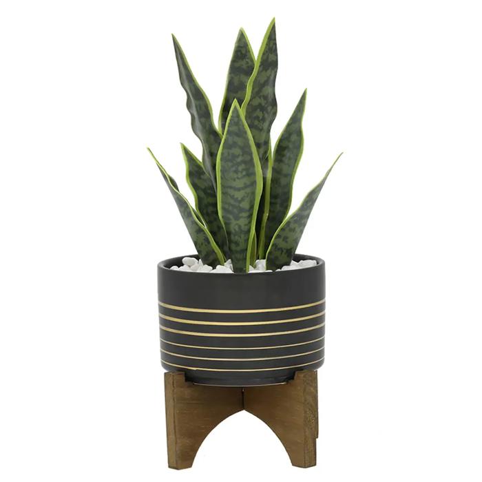 Snake Plant in Black & Gold Planter