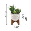 Black Succulent Mix in Gold Geo Planter 