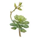 Green Artificial Echeveria Lola with Stem