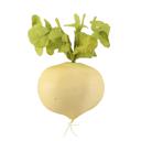 White Artificial Round Radish