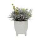  Xmas Mix Snowy Pine in 4.5" Cardinal Planter