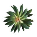  Artificial Aloe Succulent with Stem