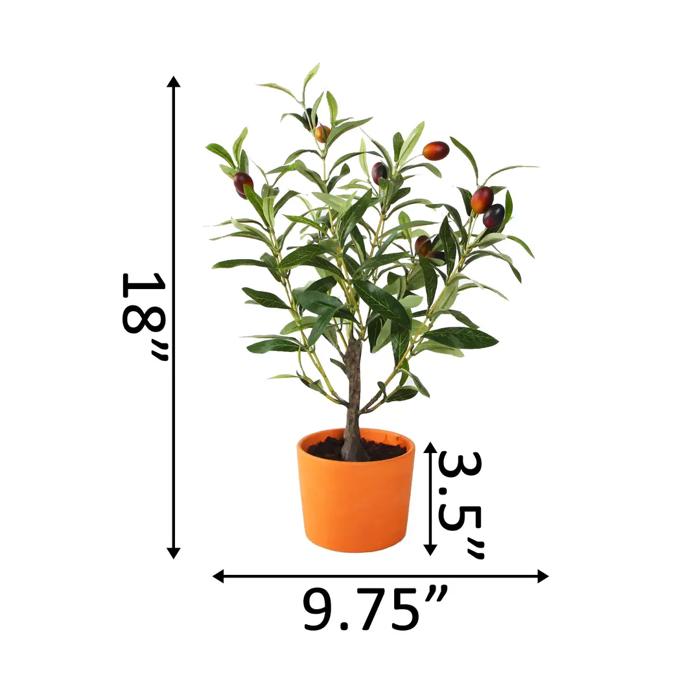 18" Olive Tree in 4" Clay Planter