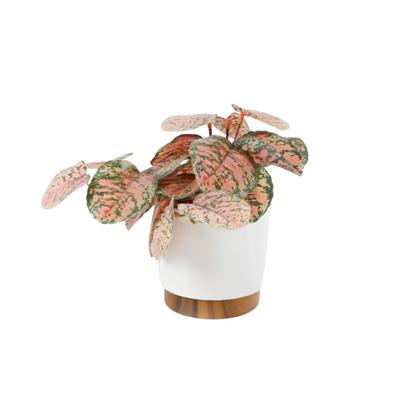 Trailing Plant in 4.25" Ceramic Pot