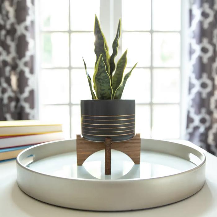 Snake Plant in Black & Gold Planter