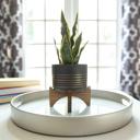  Snake Plant in Black & Gold Planter