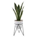  21" Snake Plant in Marble Planter