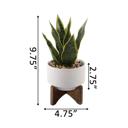  Snake Plant in Constellation Planter