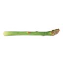  Artificial Asparagus