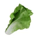  Small Artificial Lettuce