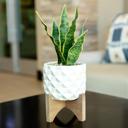 Snake Plant in Dumpling Planter 