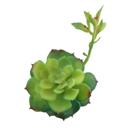 Green Artificial Echeveria Lola with Stem