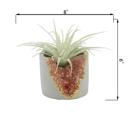  Succulent in Pink Amethyst Planter