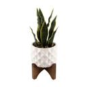  Snake Plant in Dumpling Planter 