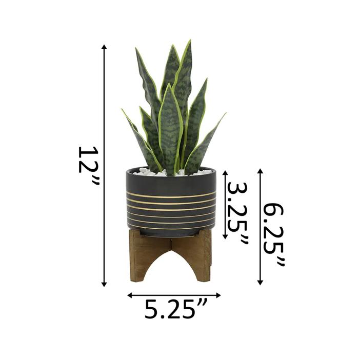 Snake Plant in Black & Gold Planter