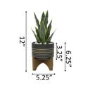  Snake Plant in Black & Gold Planter