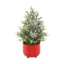  19" Frosted Tree in 6" Nutcracker Planter 