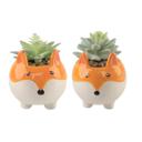  Set of 2 Succulents in Fox Planters