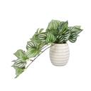  Trailing Ivy in 4.75" Ceramic