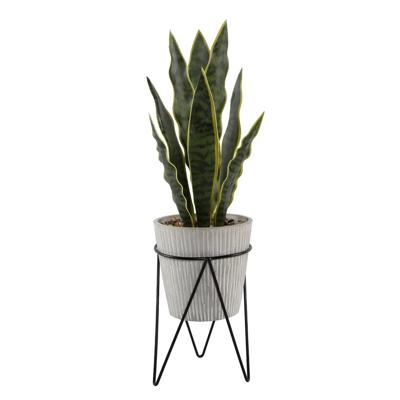 21" Snake Plant in Needle Cement Planter