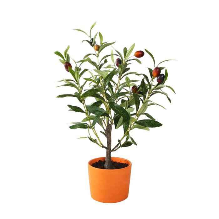 18" Olive Tree in 4" Clay Planter