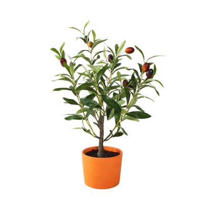 18" Olive Tree in 4" Clay Planter