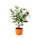  18" Olive Tree in 4" Clay Planter
