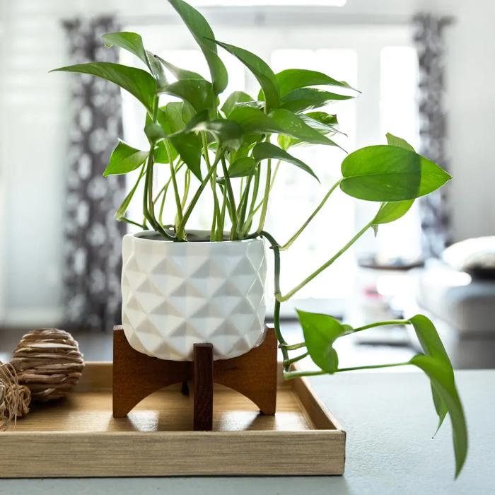 5" Dimple Planter