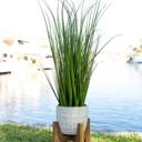  31" Onion Grass in Cathedral Planter