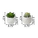  Set of 2 Succulents in Pineapple Planters