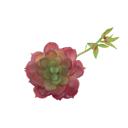 Red Artificial Echeveria Lola with Stem