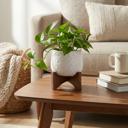  3.5" Indian Planter